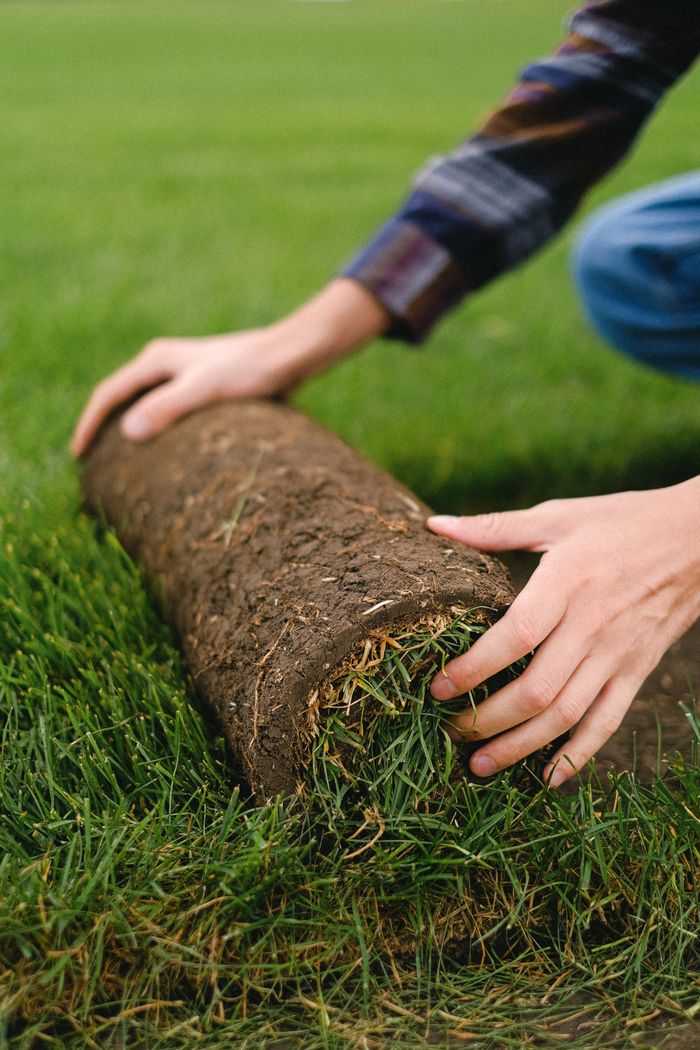 services-02 Unrecognizable male farmer rolling new sod grass onto ground while working on grassy agricultural plantation in countryside on blurred background